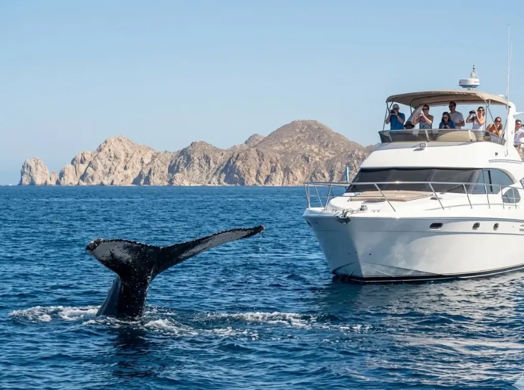 Whale watching from a yacht in Cabo San Lucas during migration season