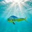 Pez dorado mahi-mahi