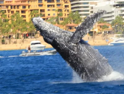 Whale watching in Cabo San Lucas