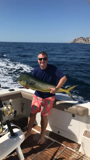 Dorado (mahi-mahi): muy activo en temporada cálida (verano–otoño).