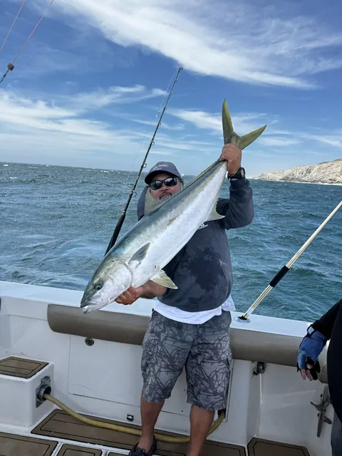Jurel (yellowtail): aparece con fuerza en aguas más frías.