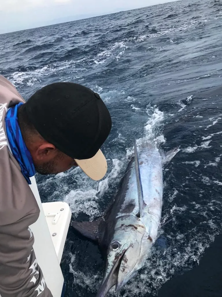Crew releasing a marlin boatside in Cabo San Lucas