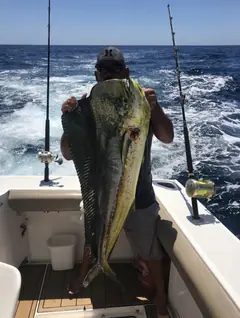 Yate de pesca deportiva Cabo Express 45, pesca deportiva en Cabo San Lucas, Los Cabos (7/31)