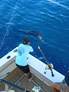 Yate de pesca deportiva Cabo Express 45, pesca deportiva en Cabo San Lucas, Los Cabos (6/31)