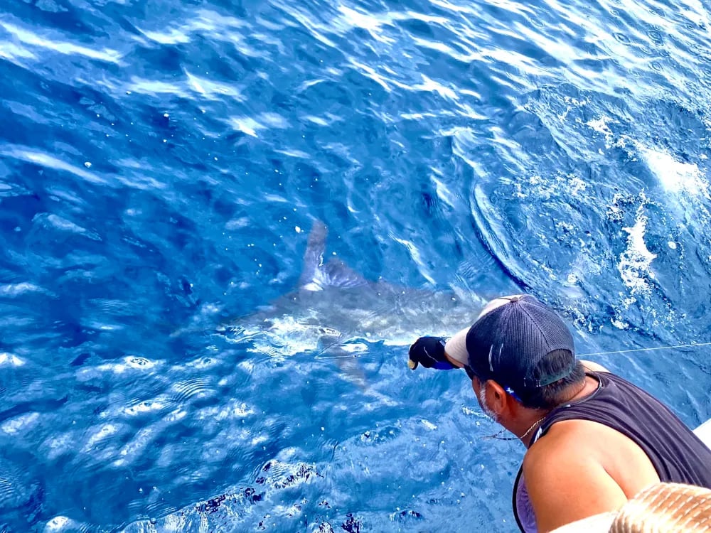 Cabo Express 45 Sport Fishing Yacht Cabo San Lucas, sport fishing yacht Cabo San Lucas (7/13)