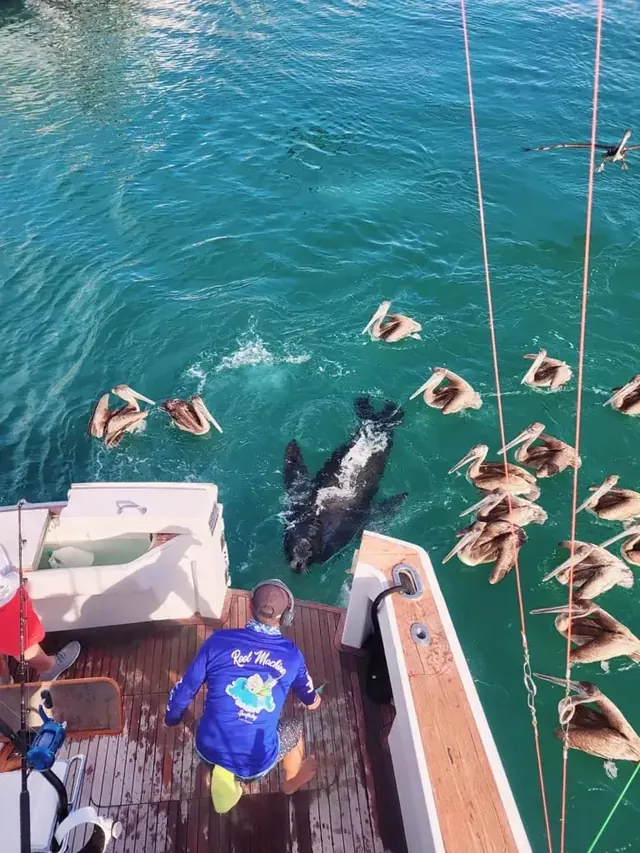 Yate de pesca deportiva Hatteras 60, pesca deportiva Cabo San Lucas Los Cabos (6/9)